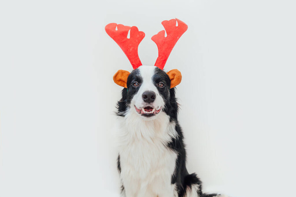 Hauska studio muotokuva söpö hymyilevä koiranpentu raja collie yllään joulupuku punainen peura sarvet hattu eristetty valkoisella taustalla. Loman valmistelu. Hyvää Joulua 2021 konsepti - Valokuva, kuva