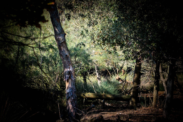 Ciervos en el bosque en Lidi Ferraresi - Foto, imagen