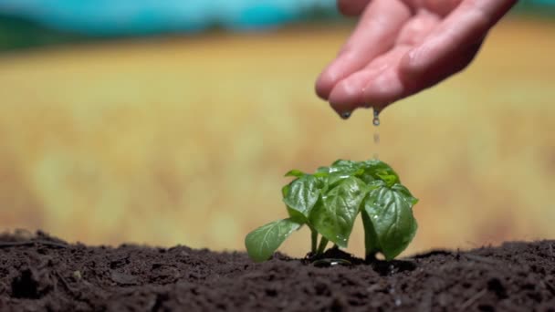 Χέρι πότισμα των μικρών πράσινο βλαστάρι σε υγρό γόνιμο έδαφος σε φόντο τομέα σιταριού. Άτομο που κρατά το χέρι πάνω από το φυτό και ρίχνει νερό, φρέσκα σταγονίδια αρδευόμενης βλάστησης και επιταχύνεται η διαδικασία ανάπτυξης - Πλάνα, βίντεο