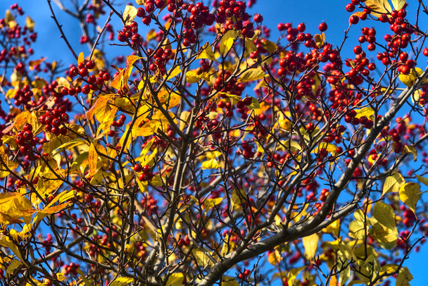 Beau fond automnal de baies sur arbre. Aubépine duveteuse (Crataegus mollis) fruits et feuilles contre le ciel bleu, Ballinteer, Dublin, Irlande - Photo, image
