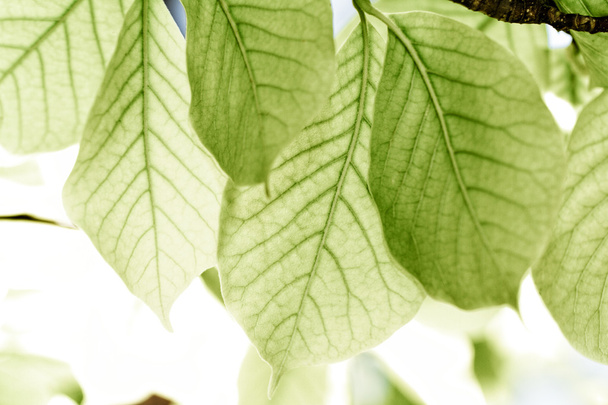 Green leaves - Valokuva, kuva