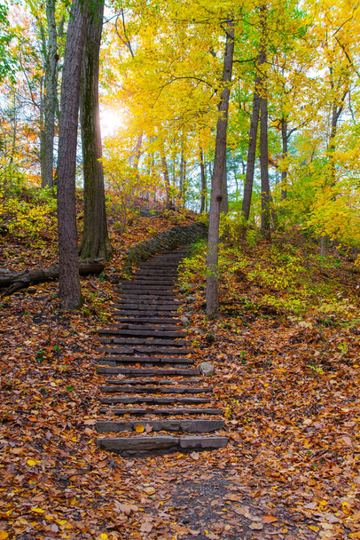 old stone staircase in autumn forest - 写真・画像