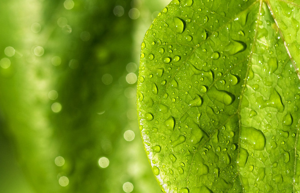 Regendruppels op groene bladeren - Foto, afbeelding