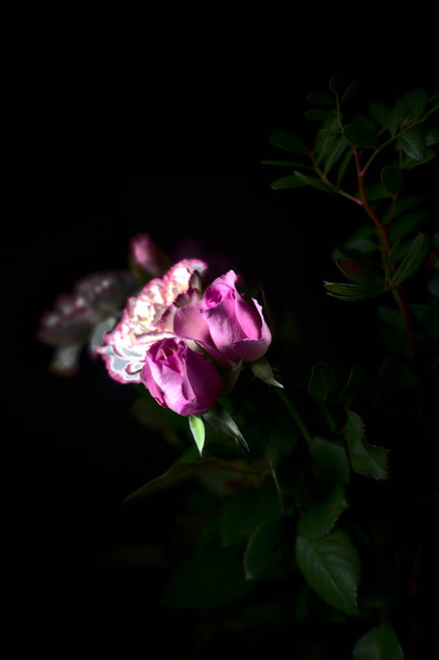 Roze anjers en roze rozen in het donker - Foto, afbeelding