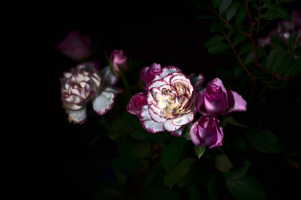 Claveles rosados y rosas rosadas en la oscuridad - Foto, imagen
