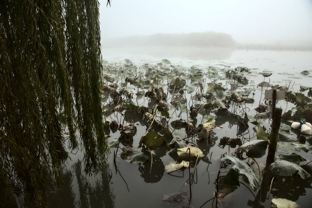 Κλάμα ιτιάς στην όχθη μιας λίμνης στην ομίχλη το φθινόπωρο - Φωτογραφία, εικόνα