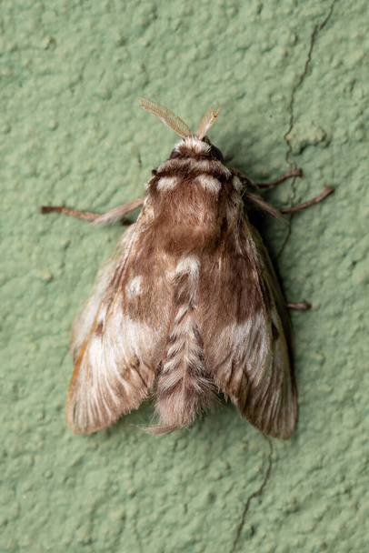 Brazylijska ćma biała zakonu Lepidoptera - Zdjęcie, obraz