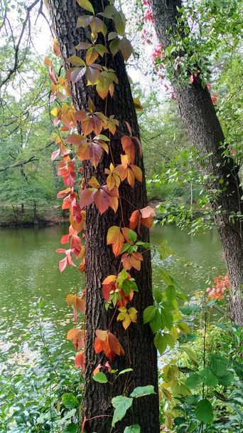 Помаранчеве листя скелелазної рослини восени
 - Фото, зображення