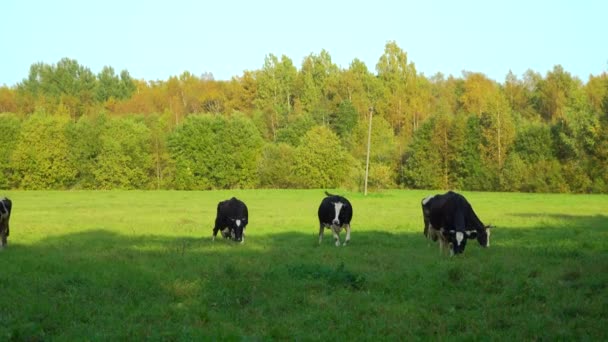 Mustavalkoiset lehmät laiduntavat vihreällä niityllä - Materiaali, video