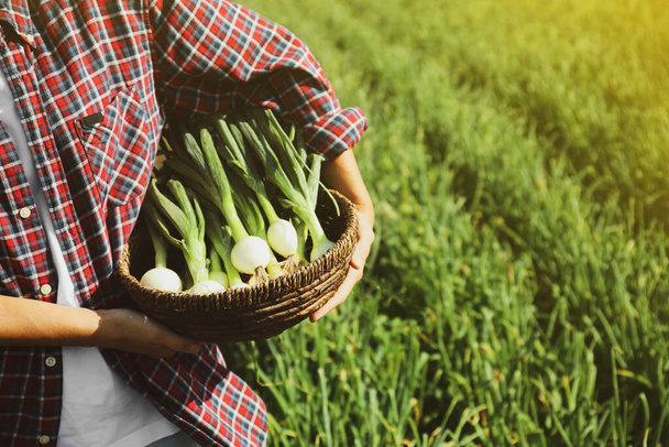 Woman holding wicker bowl with fresh green onions in field, closeup - Foto, afbeelding
