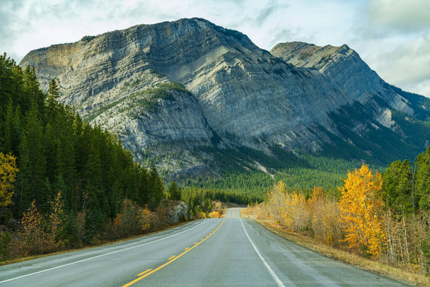 Сельская дорога в лесу с горой Stelfox на заднем плане. Alberta Highway 11 (David Thompson Hwy), Национальный парк Джаспер, Канада. - Фото, изображение