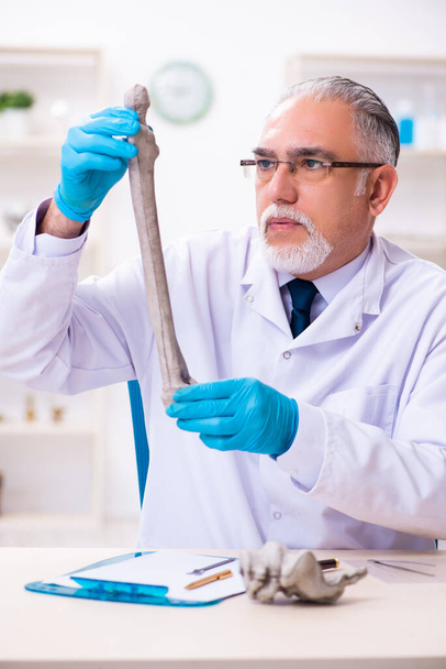 Alter leitender Paläontologe arbeitet im Labor - Foto, Bild