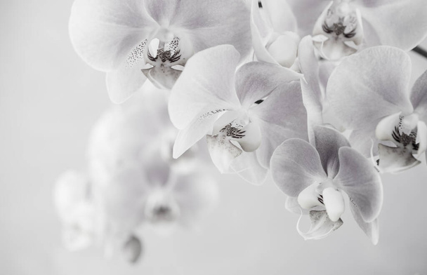 コピースパ付きグレーの背景に黒と白の蘭の花 - 写真・画像