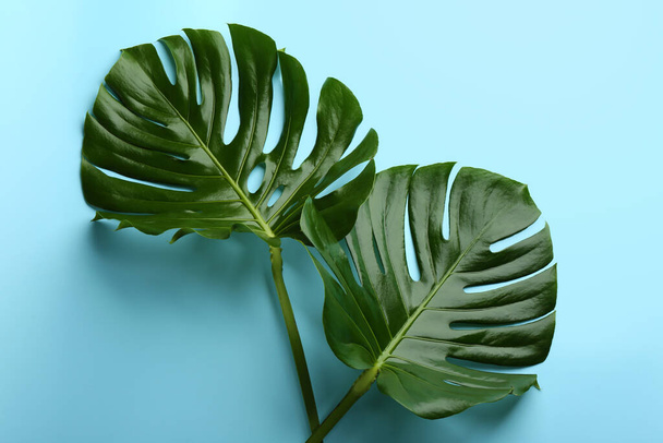 Beautiful monstera leaves on light blue background, flat lay. Tropical plant - Photo, Image