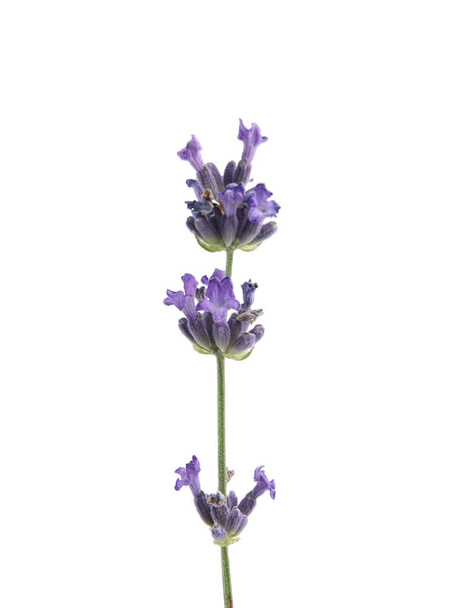 Beautiful lavender on white background, closeup view - Valokuva, kuva