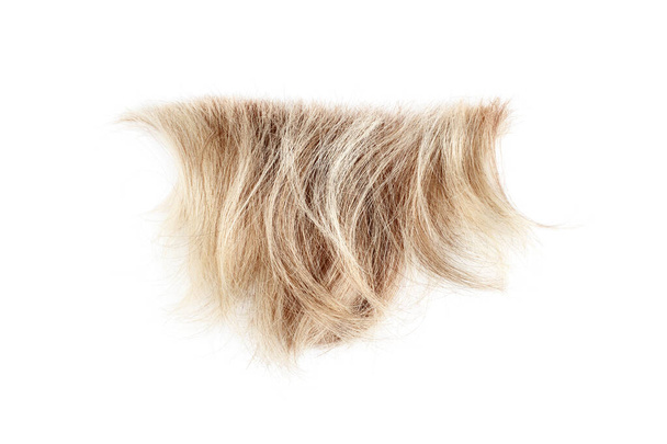 Blonde wellige Haarsträhne auf weißem Hintergrund isoliert in Nahaufnahme, abgeschnitten natürliche blonde Haarlocken, Haarschnitt, Frisur, Textur des menschlichen Haares, Haarschnitt, Haarschnipsel, Scheren, Frisur, Frisur, Friseur - Foto, Bild