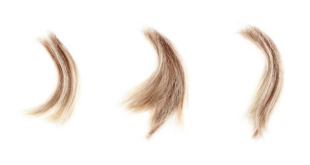 白い背景に設定された髪のブロンドの波状のロックを閉じ、自然ブロンドの髪カール、ヘアカット、髪型、人間の髪の質感、クリッピング髪、ヘアスニップ、シアー、ヘアドア、 coifure 、理容師をカット - 写真・画像