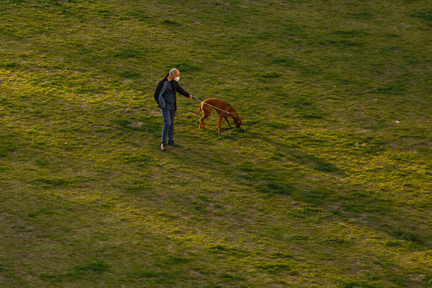 草に覆われた畑の上に立っている男。草の上を犬が歩いていて - 写真・画像