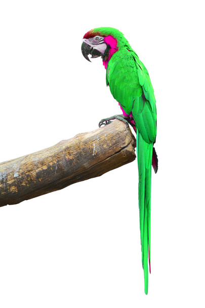 πράσινο είδος παπαγάλου  - Φωτογραφία, εικόνα