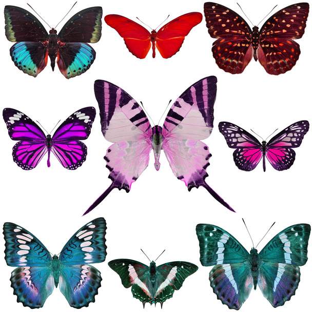 Butterfly Collection - Photo, Image