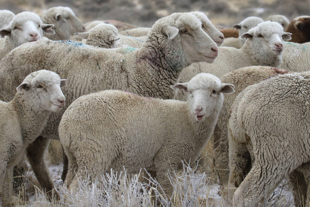 Стадо колумбийских овец (порода)  - Фото, изображение