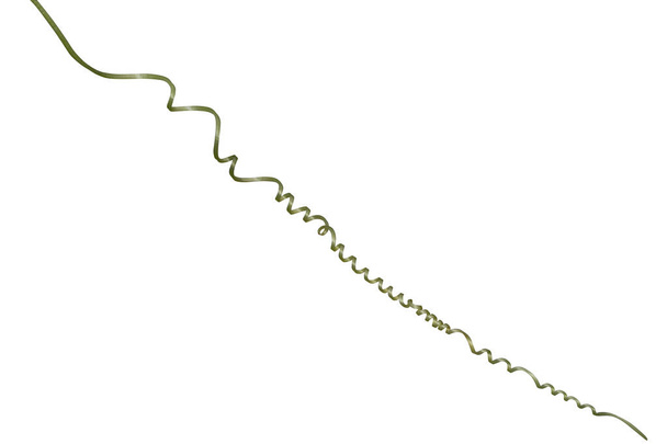 Скручена ліана, свіжий зелений весняний лоза ізольовано на білому тлі, відсічний контур
 - Фото, зображення