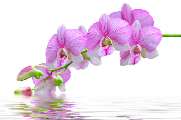 ピンクの花蘭 - 写真・画像