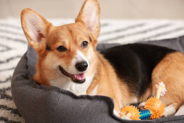 Lindo perro con juguete acostado en la cama de mascotas en casa - Foto, imagen