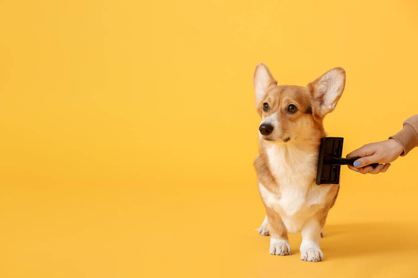 Owner brushing cute dog on color background - Photo, image