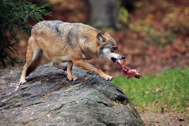 Серый волк или серый волк (Canis lupus) с куском мяса во рту. Волк с остальной добычей в лесу. - Фото, изображение