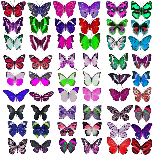 collectie van kleurrijke vlinders - Foto, afbeelding