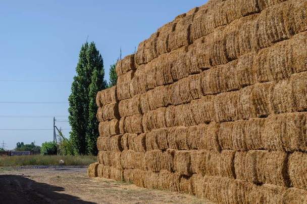 Rectangular stacks of dry hay in an open-air field. Storage of dry herbs for feeding cows and other animals. Yellow straw in rectangular bales. - Photo, Image
