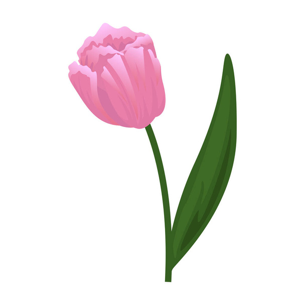 チューリップの花のアイコンベクトルイラストデザイン分離 - ベクター画像