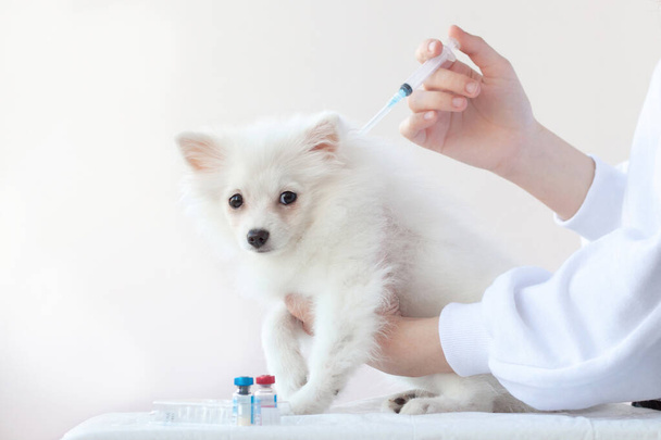 Ein kleiner weißer Hund ist geimpft, eine Hand mit einer Spritze wird über den Welpen gelegt, daneben stehen Fläschchen mit Impfstoff.. - Foto, Bild