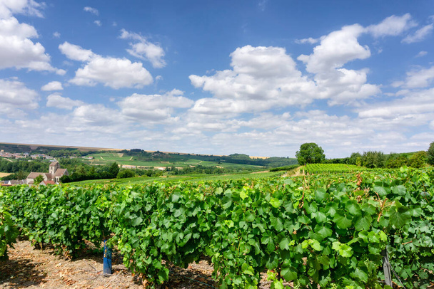 Fila vid uva en los viñedos de champán en montagne de reims paisaje pueblo fondo, Reims, Francia - Foto, imagen