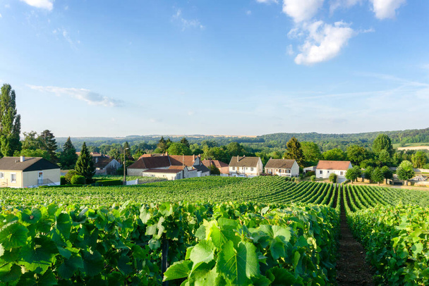 Рожь винограда в виноградниках шампанского на фоне деревни Монтань де Фамс, Реймс, Франция - Фото, изображение
