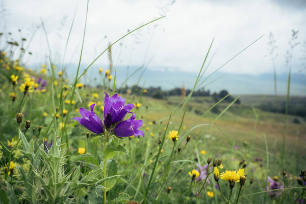 Bell bloemen op de achtergrond van een bergweide, bewolkte zomerdag - Foto, afbeelding