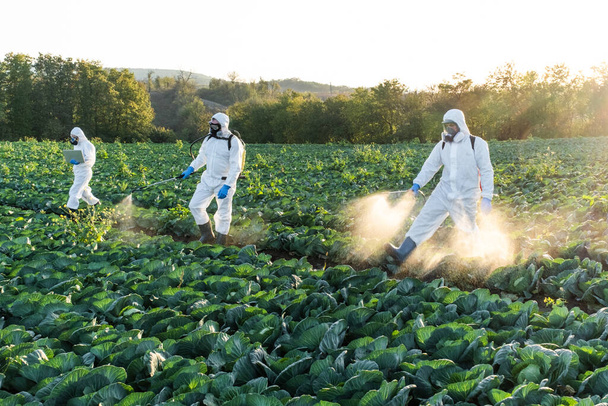 Фермери та агрономіст розпилюють пестициди на полі з врожаєм
. - Фото, зображення