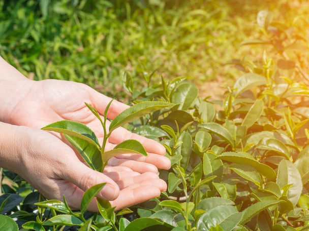 手は茶畑で日光で緑茶の葉を保持保護します。テキストのスペース - 写真・画像