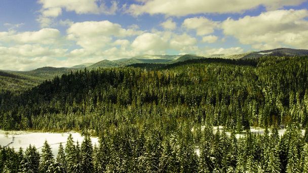 κωνοφόρα πευκοδάση βουνό Καρπάθια βουνά εναέρια φωτογραφία χιόνι. - Φωτογραφία, εικόνα