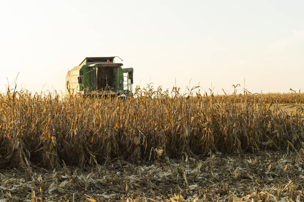 Комбайн збирає кукурудзу в сутінках
 - Фото, зображення