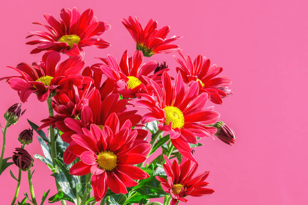 Abstrakter floraler Hintergrund, schöne Chrysanthemenblüte. Close-up Blumen Hintergrund für festliches Markendesign. - Foto, Bild
