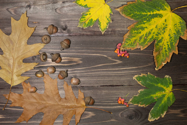 Hojas de roble otoñal, bellotas y hojas de arce yacen sobre un fondo de madera oscura - Foto, Imagen