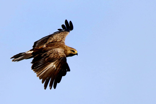 Менш плямистий орел Базгард птах у польоті Orlik krzykliwy
 - Фото, зображення