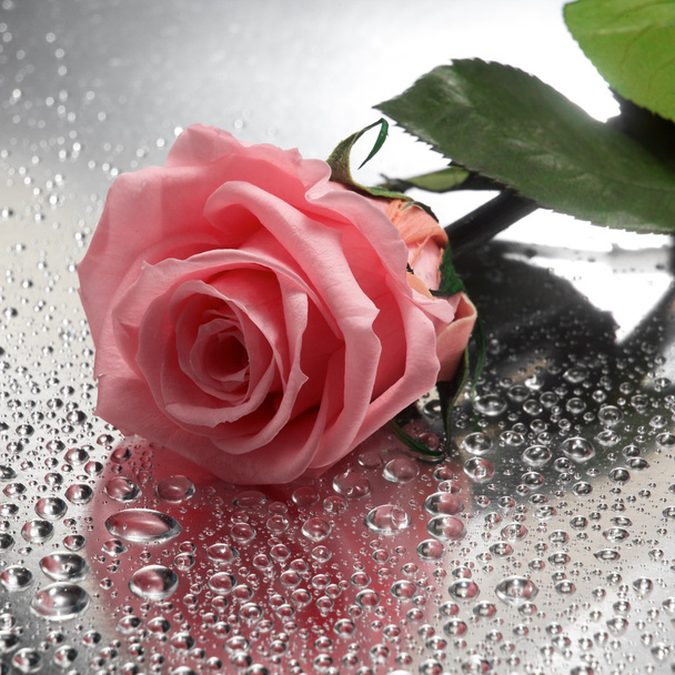 Rose on wet background - Foto, Bild