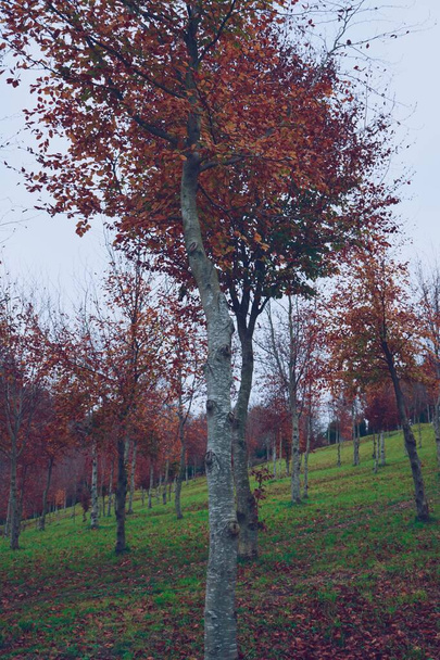 trees with brown and red leaves in autumn season  - Fotó, kép