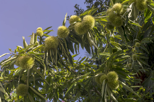 Castaña comestible (Castanea sativa) ramas con frutos contra el cielo azul crecen y maduran en el bosque en un día soleado de verano - Foto, Imagen