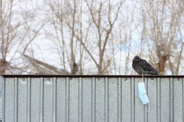Tıbbi maskeli güvercin. Güvercin metal bir çite oturur. Bacağında koruyucu bir tıbbi maske var.. - Fotoğraf, Görsel
