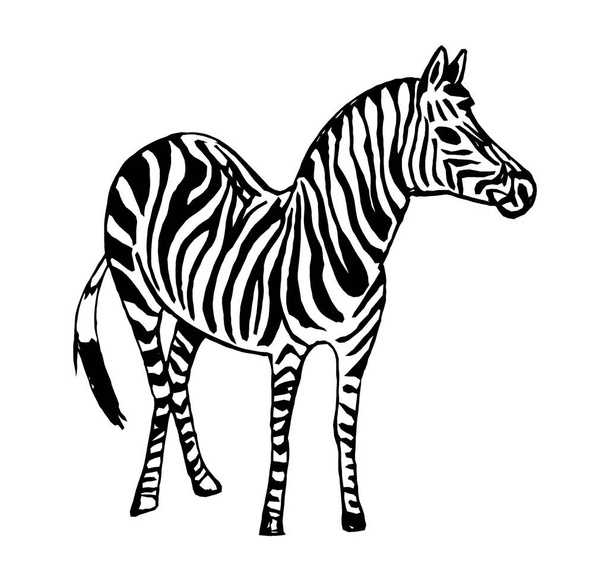 Graphic image of a Zebra on a white background - Φωτογραφία, εικόνα