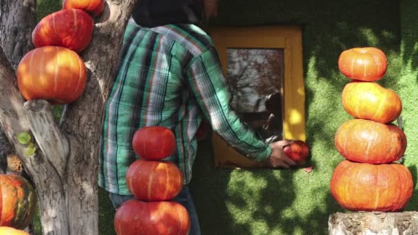 De man versiert het huis met pompoenen. Een man legt pompoenen van verschillende afmetingen op de vensterbank van een klein groen huisje. Daarna doet hij de deur open en gaat het huis binnen.. - Video